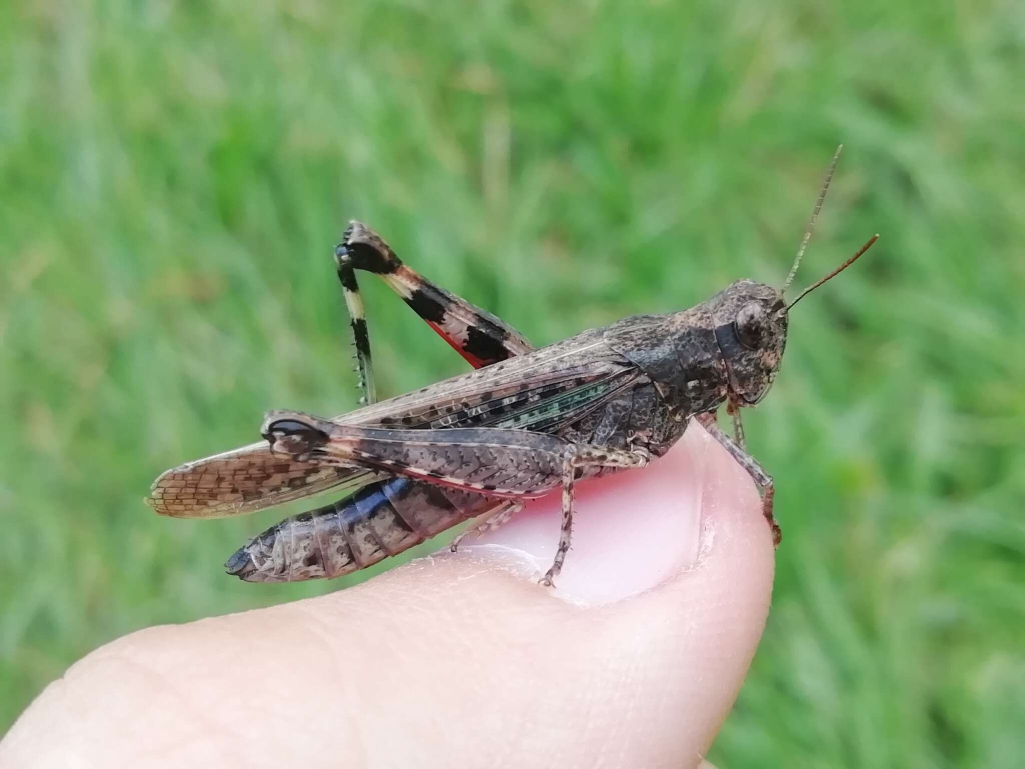 Epacromius pulverulentus (Fischer von Waldheim 1846) resmi