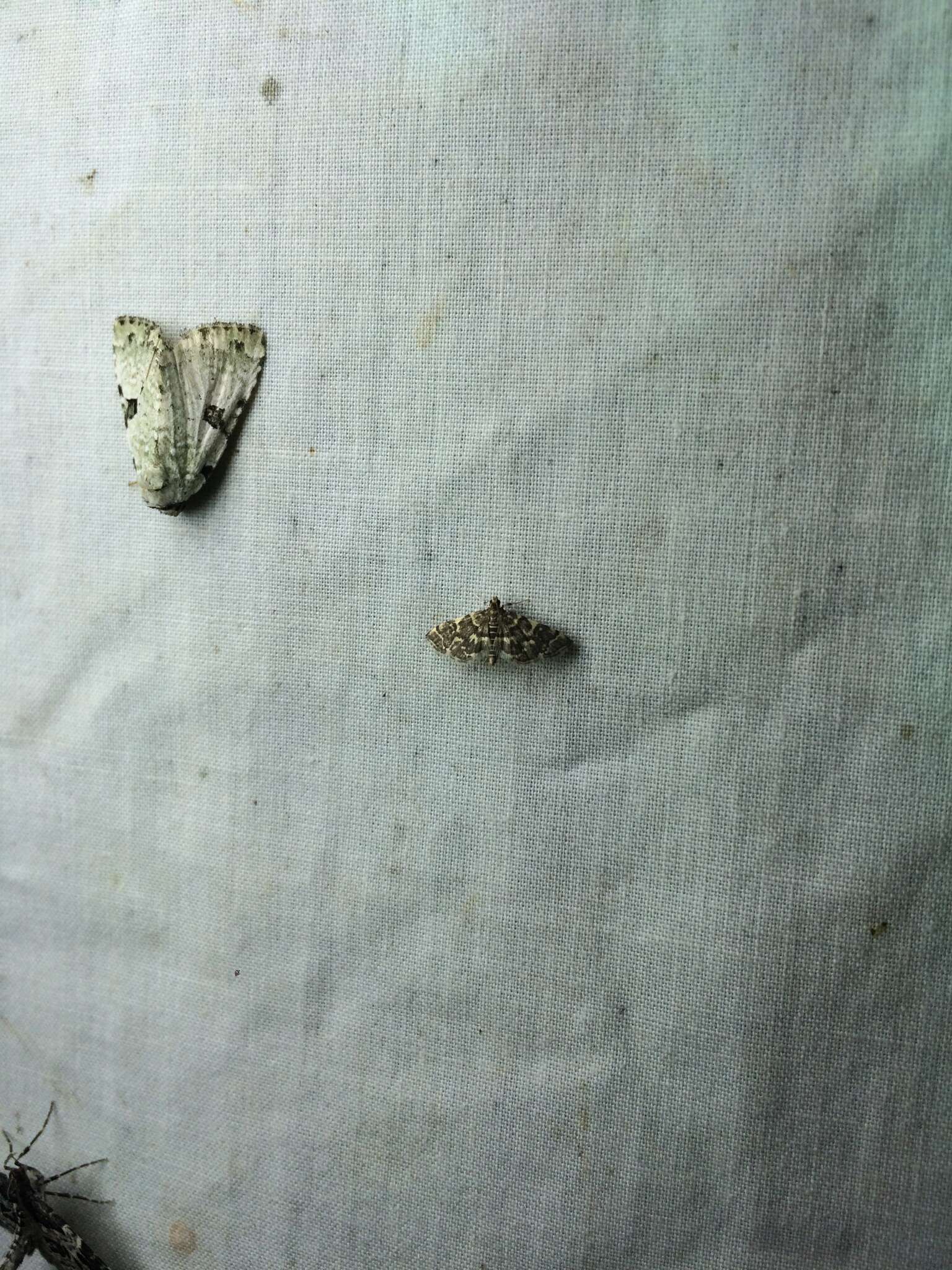 Image of Yellow-spotted Webworm Moth