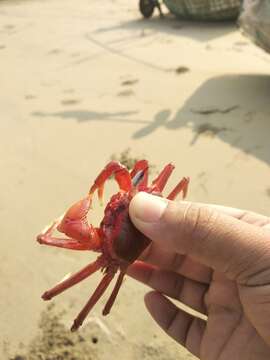 Image of red ghost crab