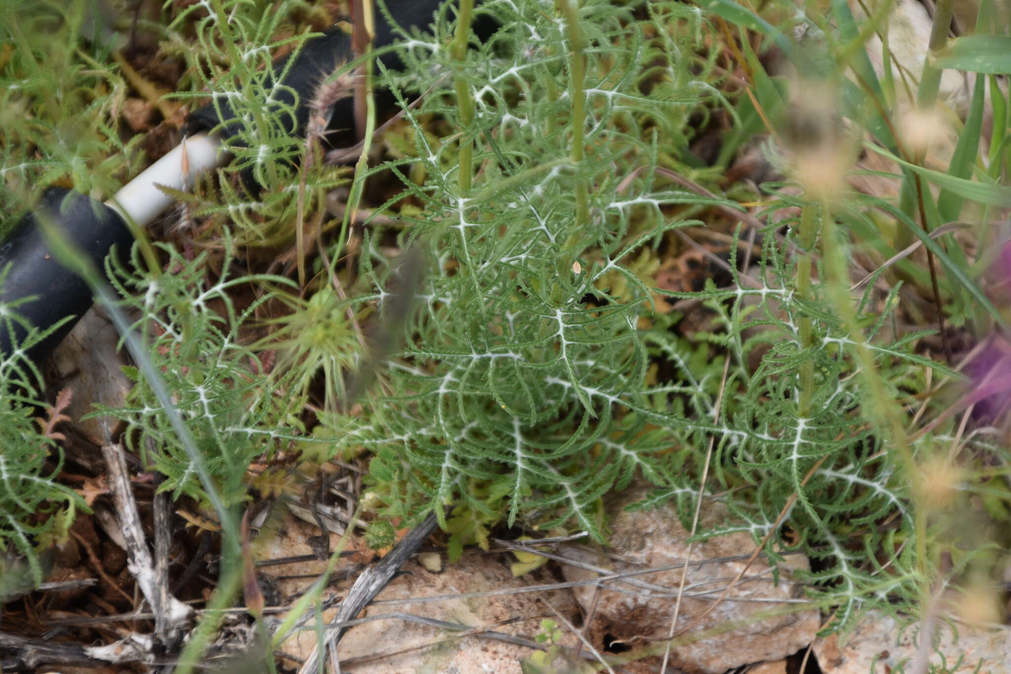 Image de Crupina crupinastrum (Moris) Vis.