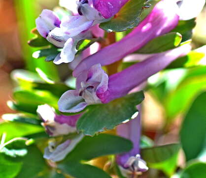 Image of Corydalis pumila (Host) Rchb.