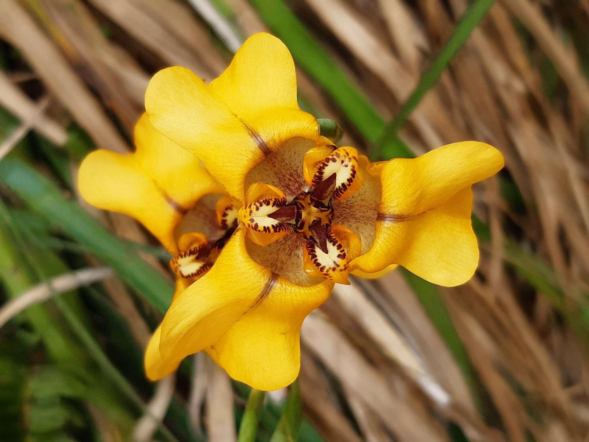 Image of Cypella herbertii (Lindl.) Herb.