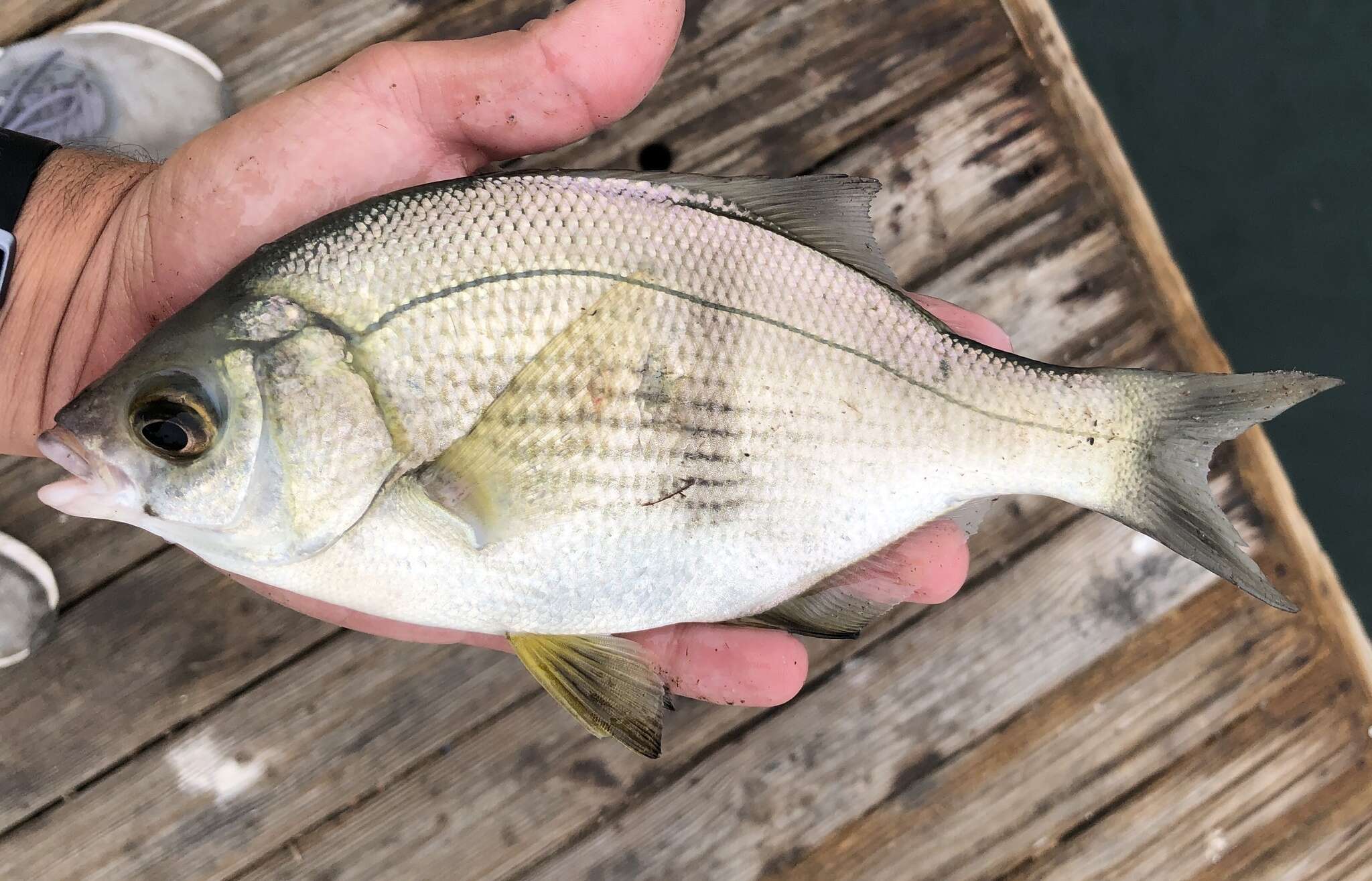 Image of Dusky sea-perch