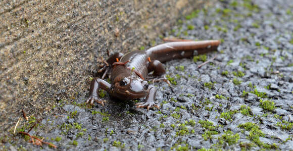 Image of Northwestern Salamander