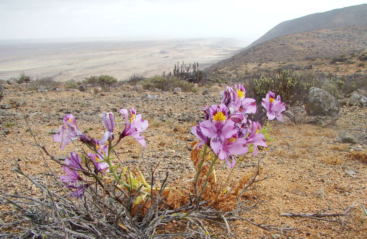 Image of Alstroemeria philippii Baker