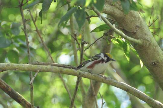 Image of Chestnut-sided Warbler