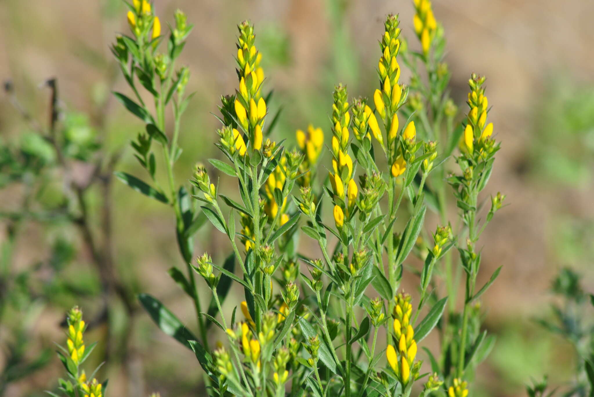 Imagem de Genista tinctoria L.