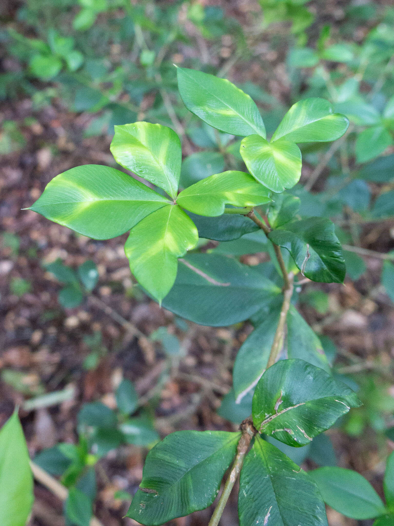 Image of Alyxia ilicifolia subsp. magnifolia (Bailey) P. I. Forster