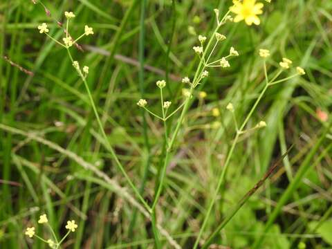 Image of Donnellsmithia juncea (Humb. & Bonpl. ex Spreng.) Mathias & Constance