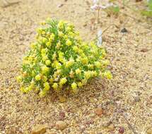 Image of Gilberta tenuifolia Turcz.