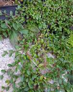 Image of coral beauty cotoneaster