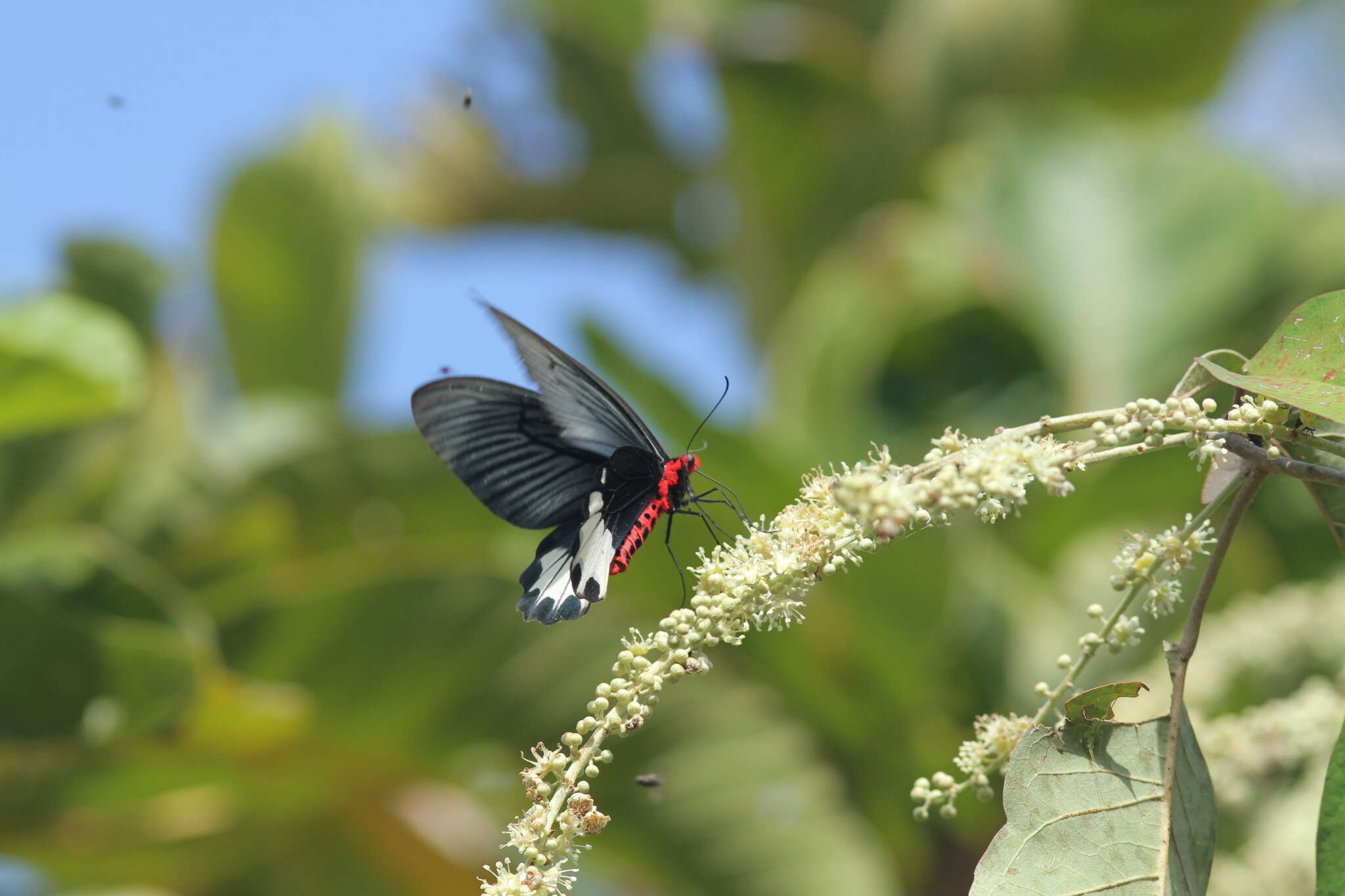 Image of Atrophaneura zaleucus (Hewitson 1865)