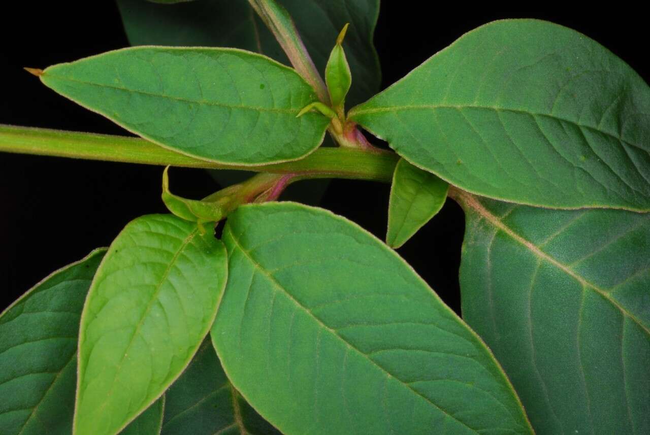 Image of Mexican pokeweed