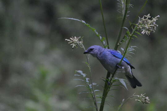 Image of Azure-shouldered Tanager