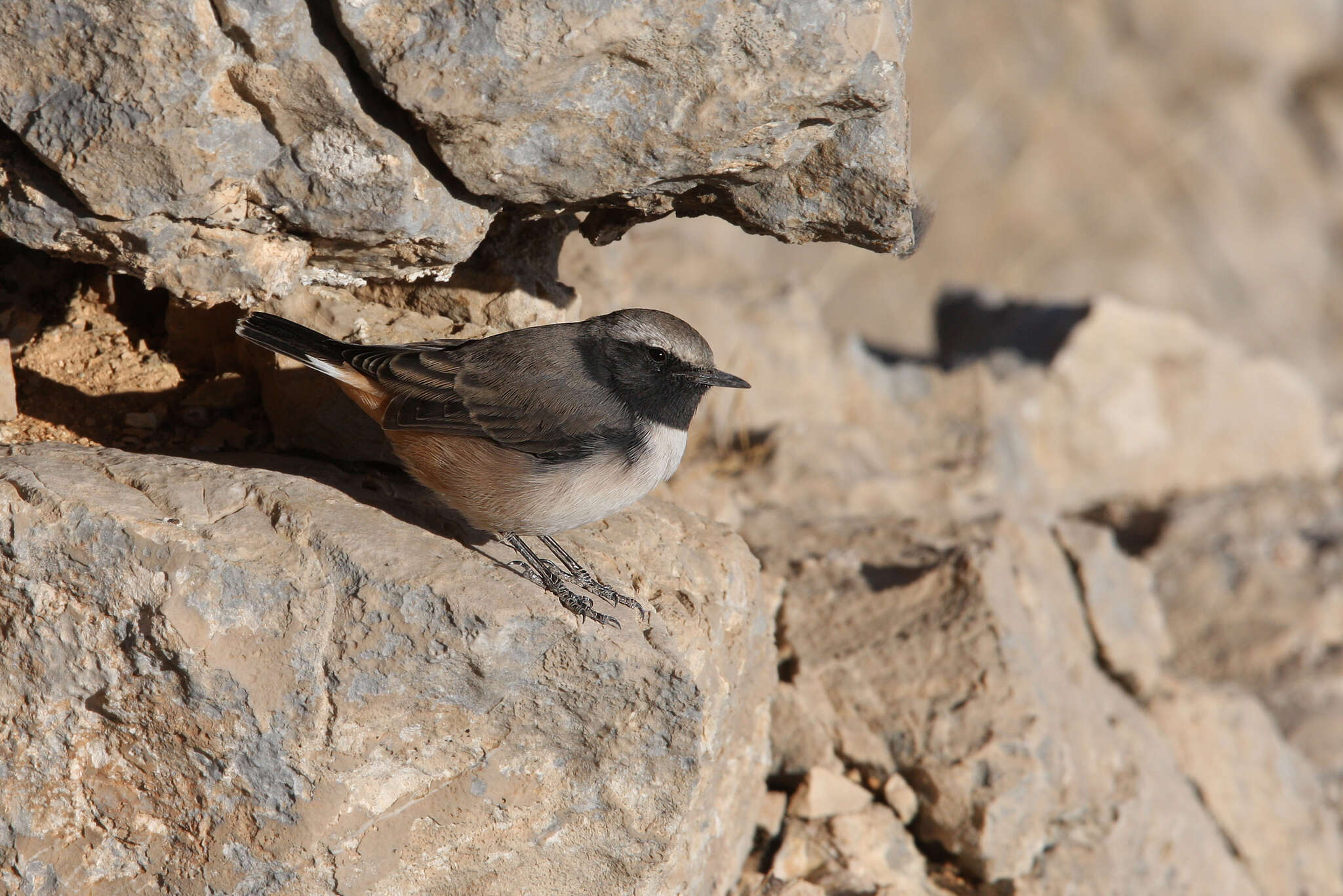 Image of Kurdish Wheatear