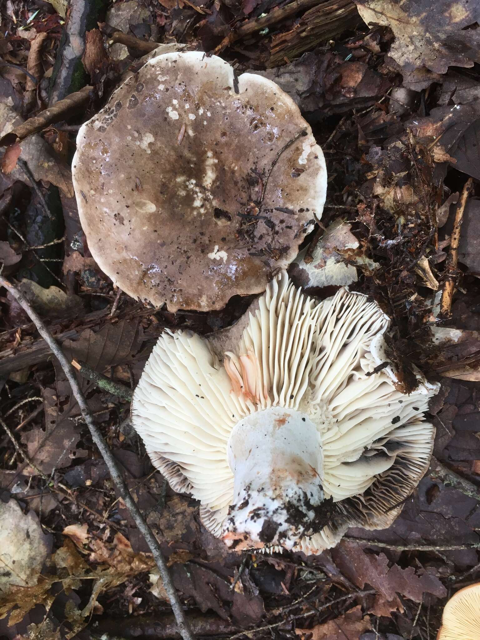 Image of Russula dissimulans Shaffer 1962