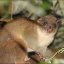 Image of little Celebes cuscus