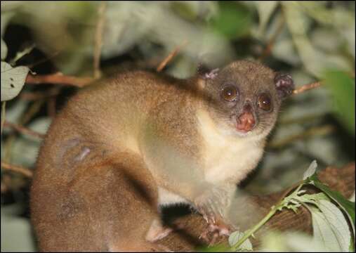 Image of Strigocuscus Gray 1861