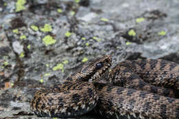 Image of Vipera walser Ghielmi, Menegon, Marsden, Laddaga & Ursenbacher 2016