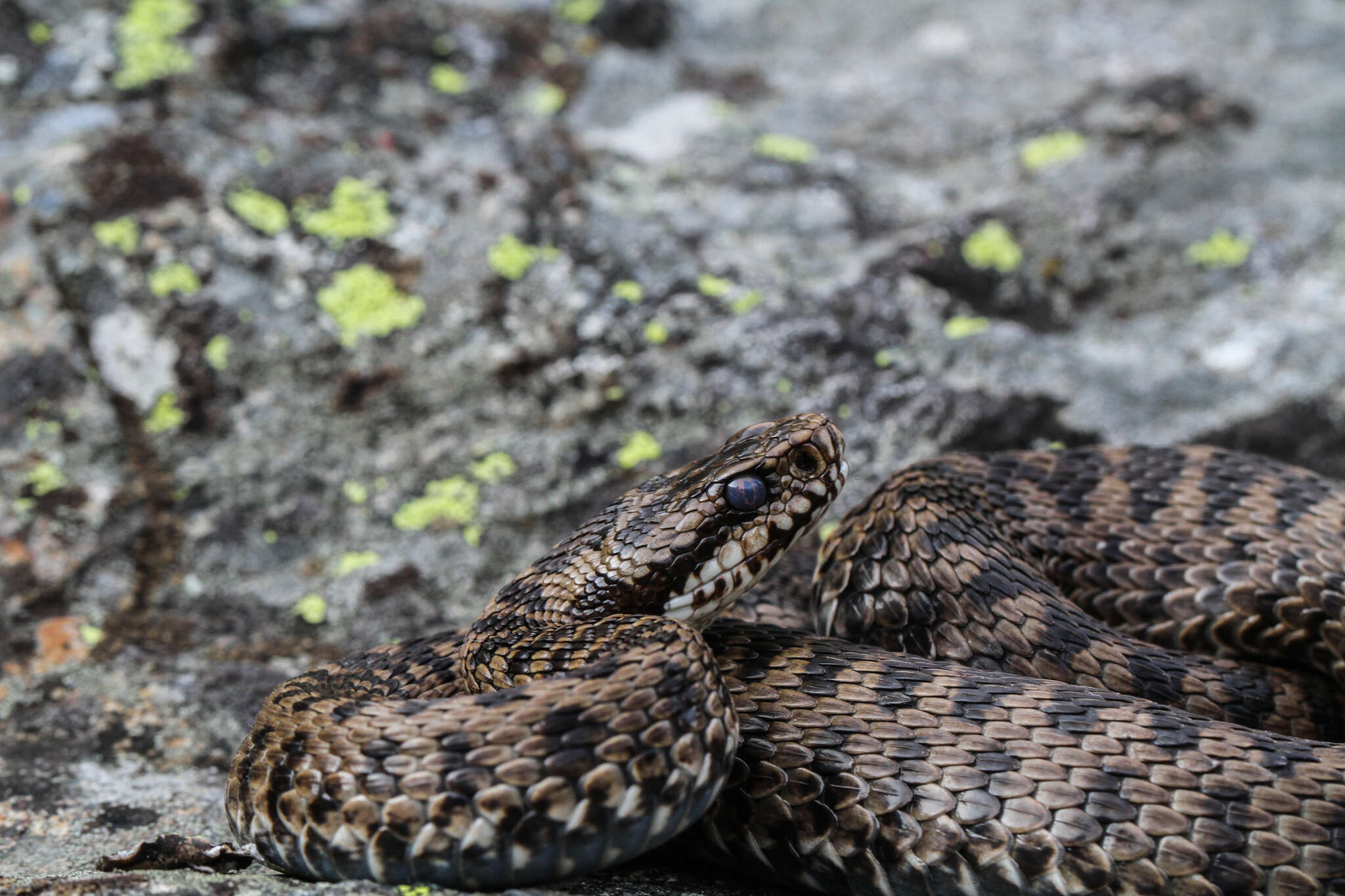 Image of Vipera walser Ghielmi, Menegon, Marsden, Laddaga & Ursenbacher 2016