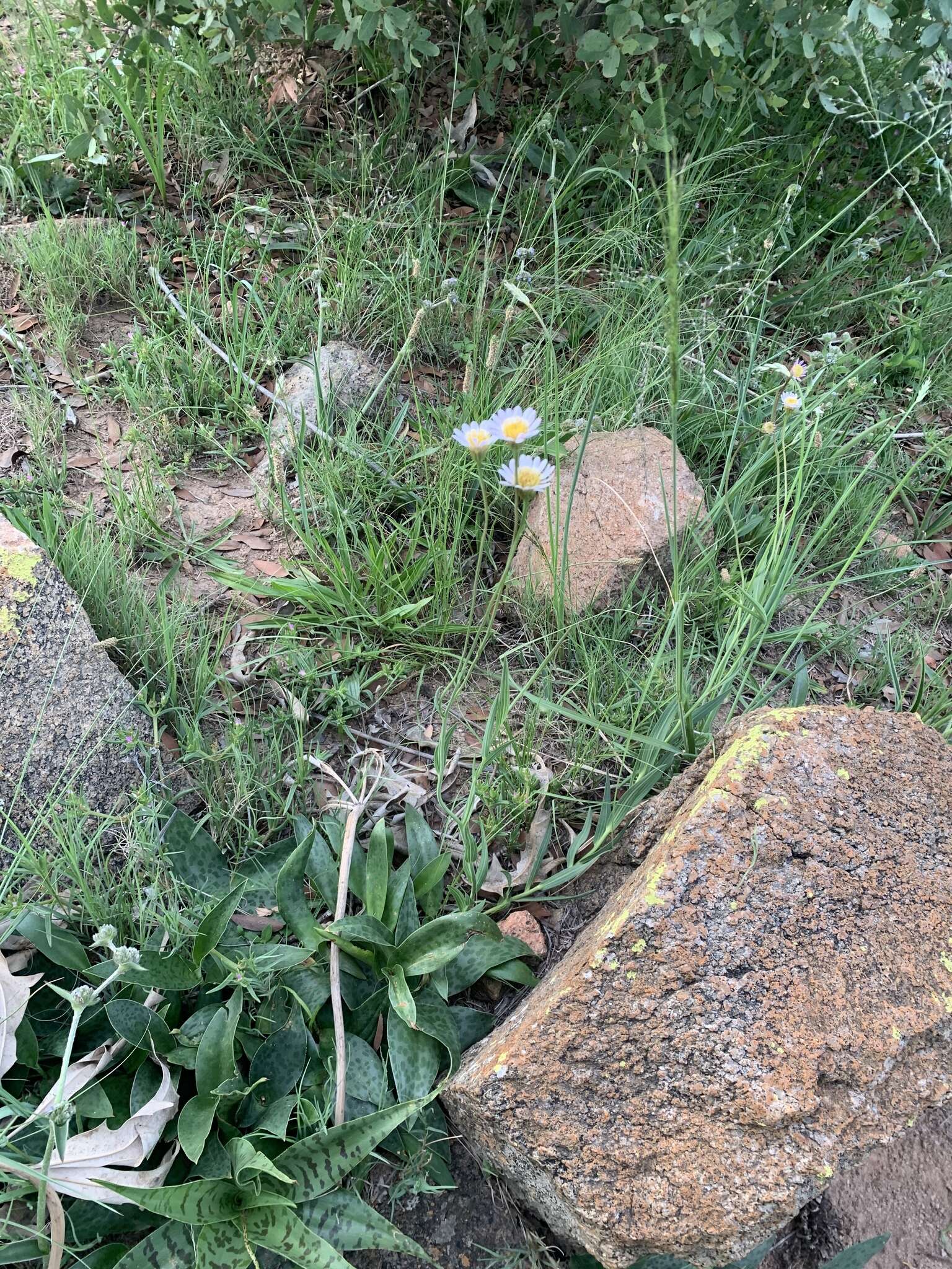 Image of Afroaster serrulatus (Harv.) J. C. Manning & Goldblatt