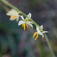 Image of Hesperantha bachmannii Baker