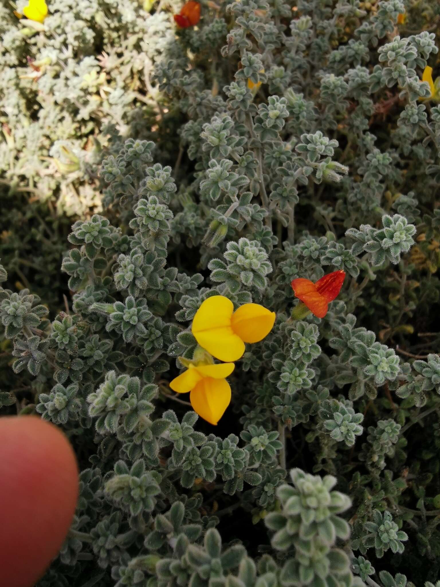 Image of Lotus kunkelii (Esteve) Bramwell & D. H. Davis