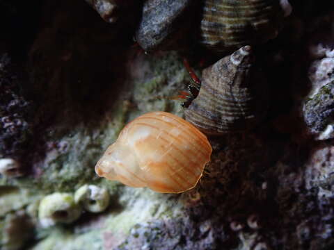 Plancia ëd Tricoliinae Woodring 1928