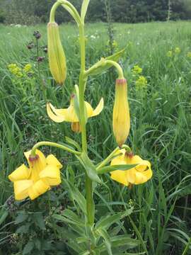 Image de Lilium armenum (Miscz. ex Grossh.) Manden.