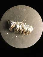 صورة Cladonia stipitata Lendemer & B. P. Hodk.