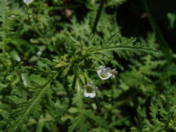 Image of racemed fiestaflower