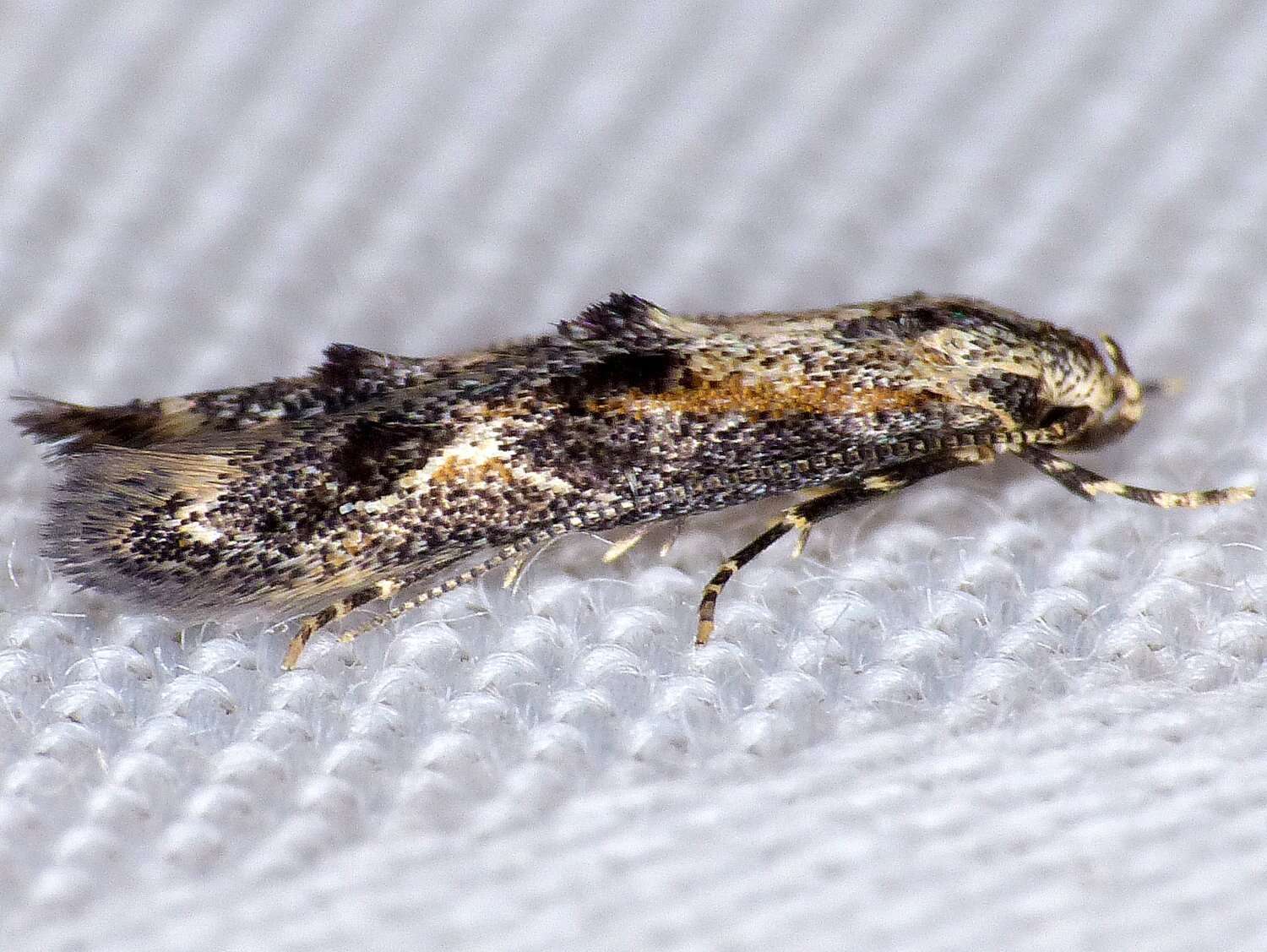 Image of Apple pith moth