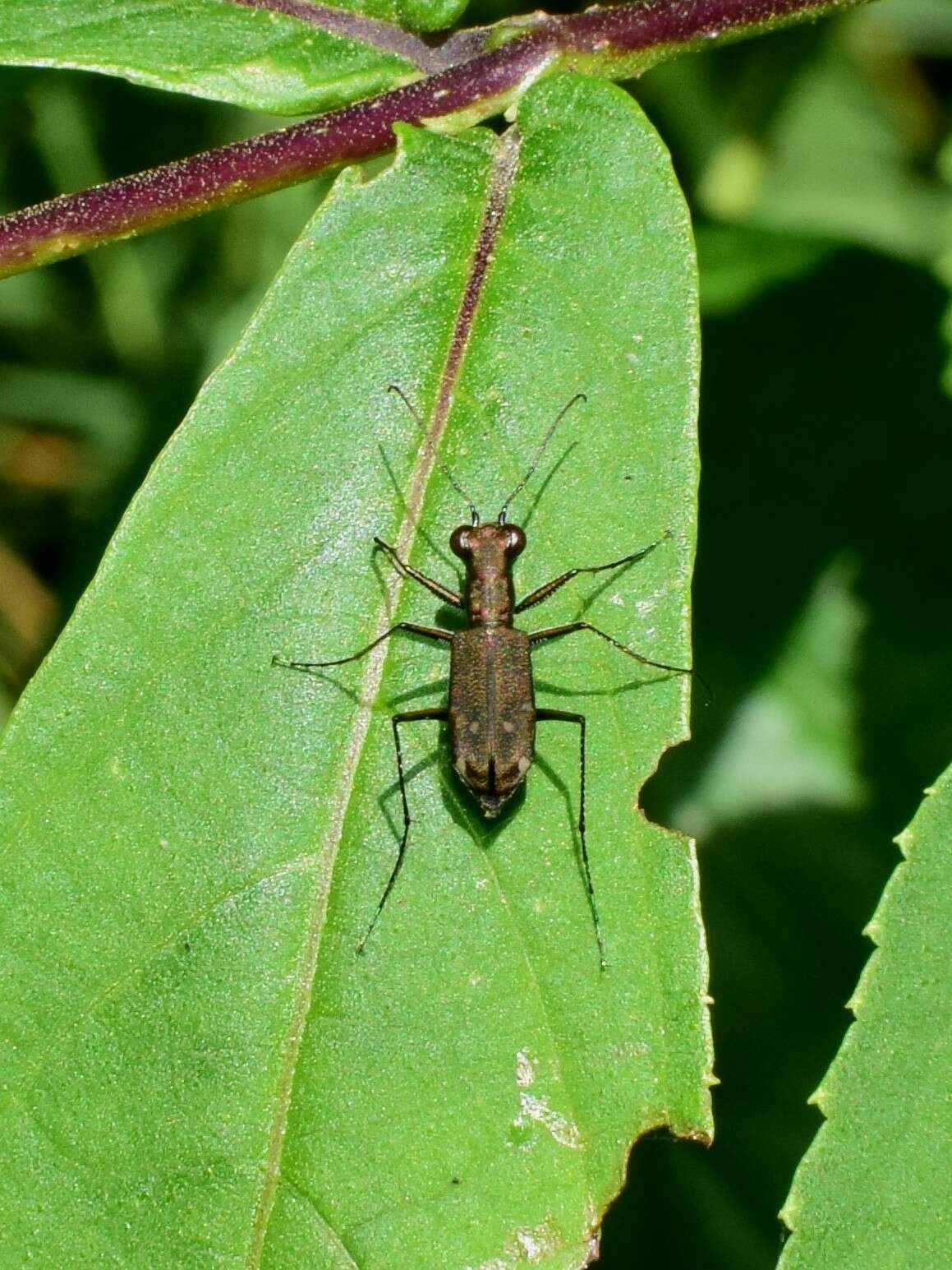 Image of Cylindera (Ifasina) kaleea (Bates 1866)