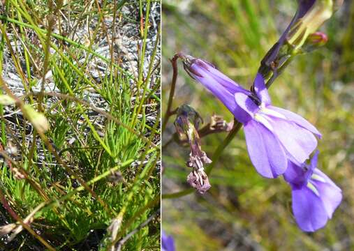 Image of Lobelia coronopifolia L.