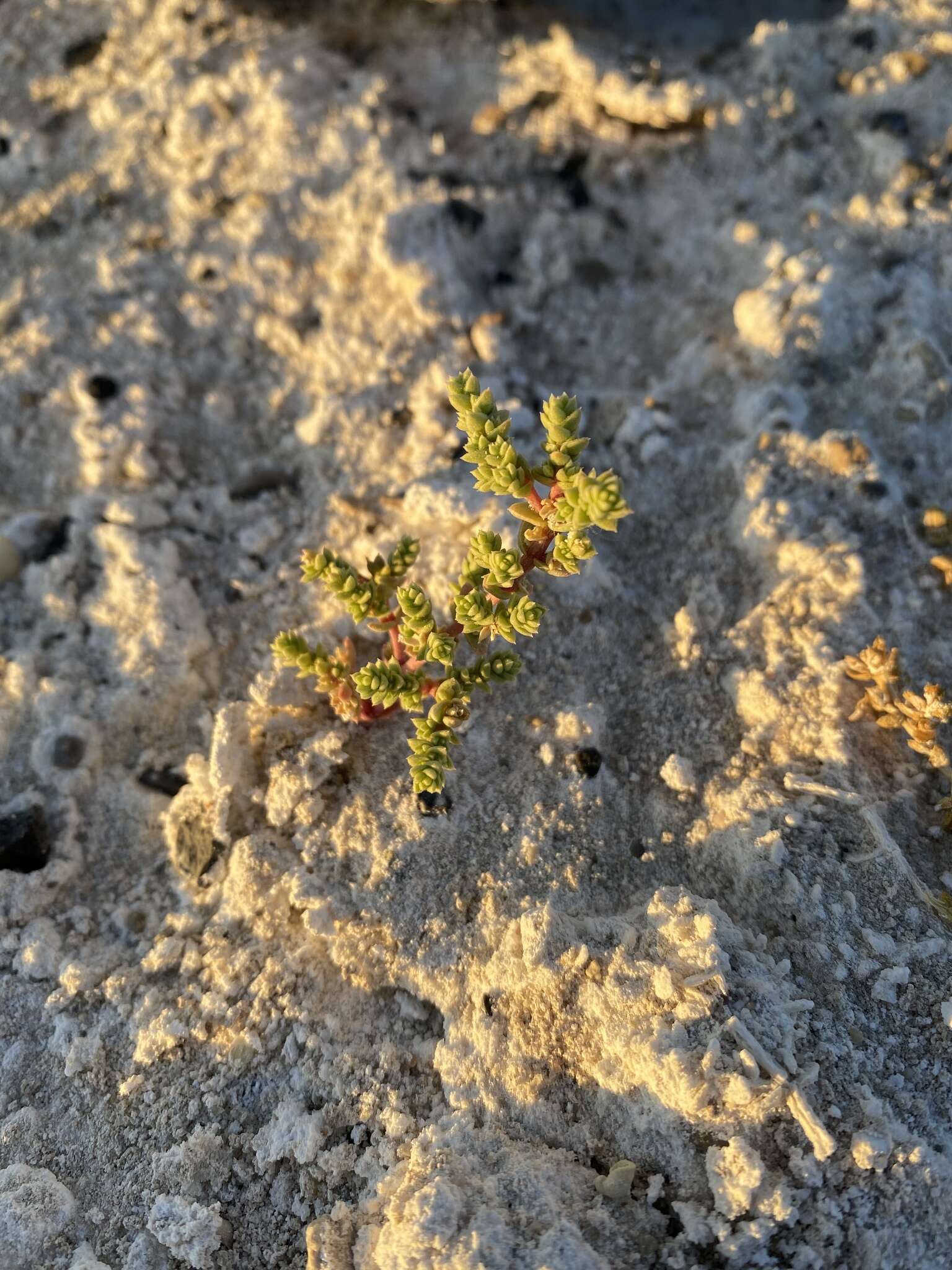 Image of Amargosa niterwort