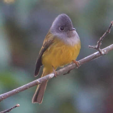 Image of Canary-flycatcher