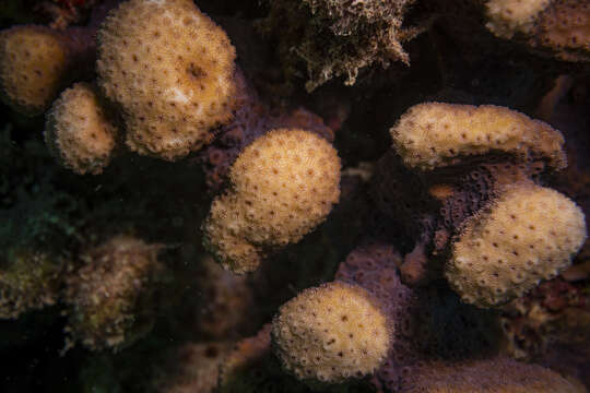 Image of leaf coral