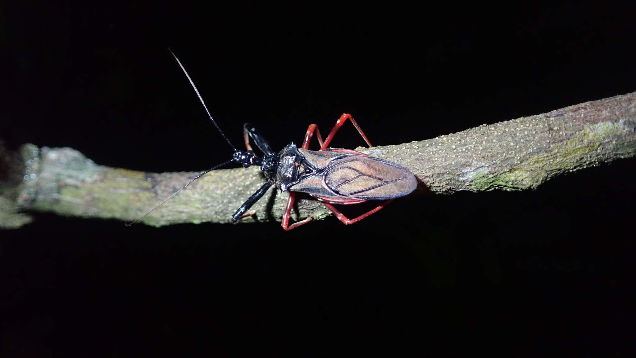 Image of Erbessus rufiventris Breddin 1901