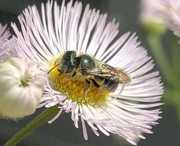 Image of Osmia georgica Cresson 1878