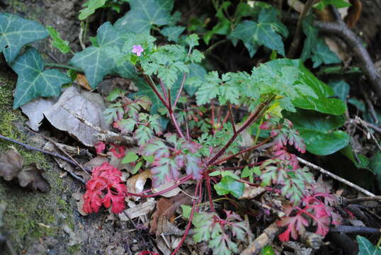 Image of Geranium purpureum Vill.