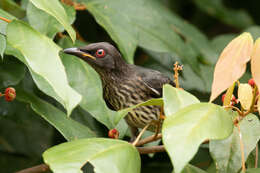 Image of Metallic Starling