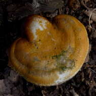 Image of Ganoderma curtisii (Berk.) Murrill 1908