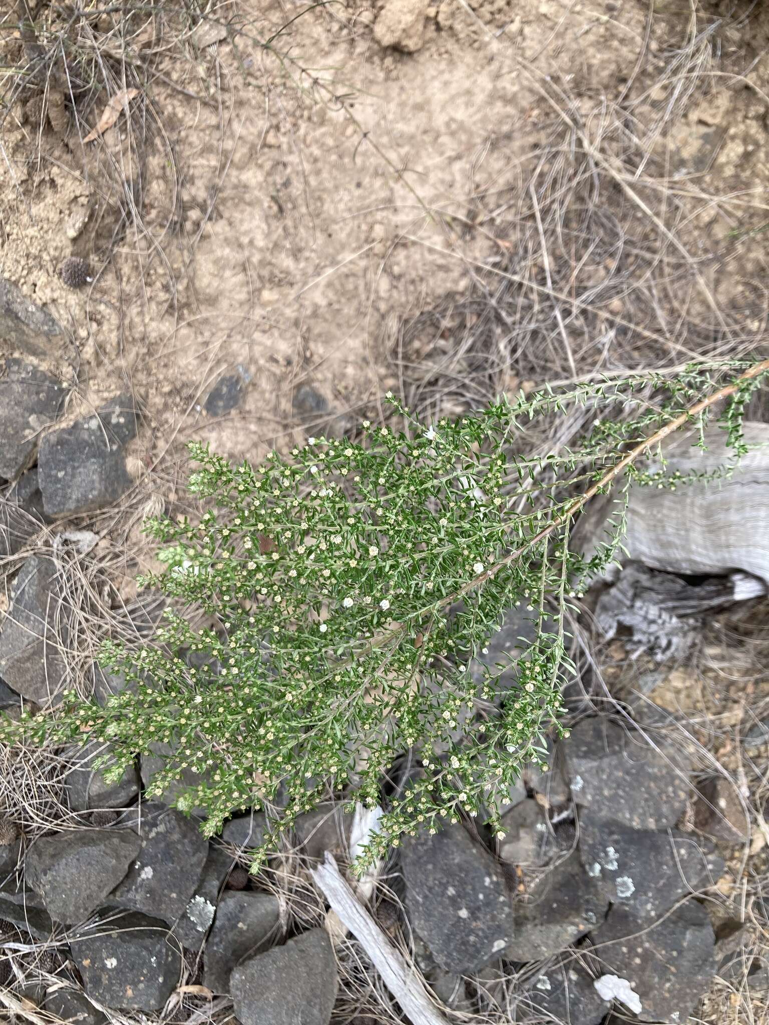 Image of Olearia ericoides (Steetz) N. A. Wakefield