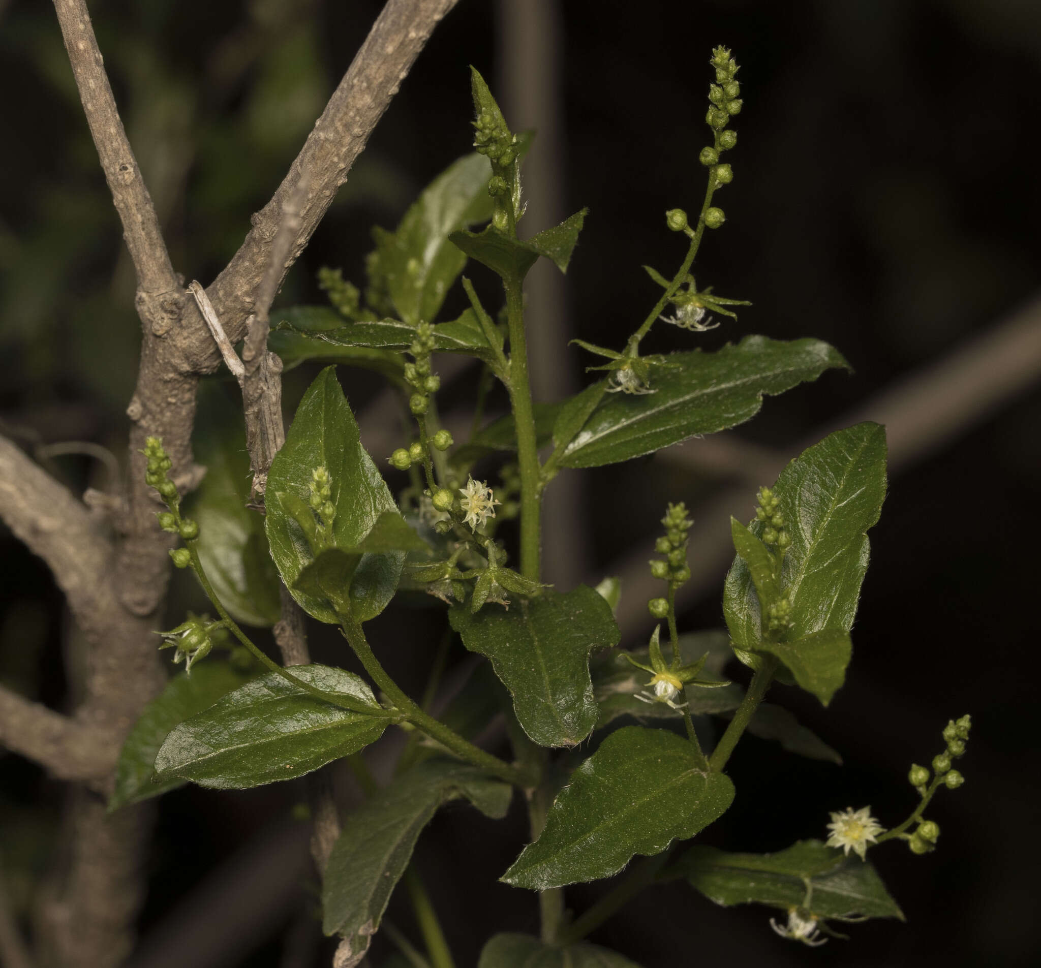 Sivun Chiropetalum tricuspidatum (Lam.) A. Juss. kuva