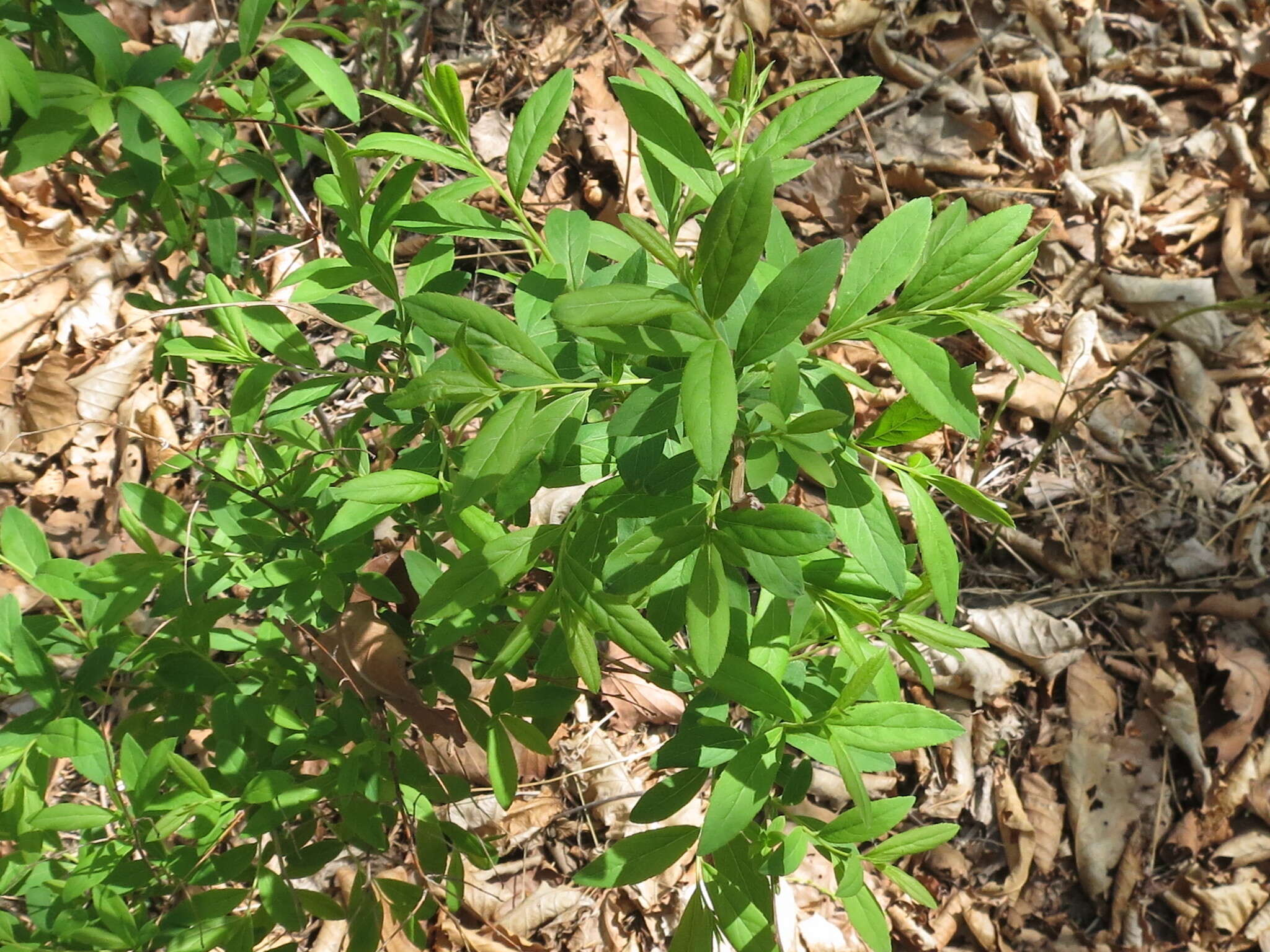 Слика од Spiraea salicifolia L.