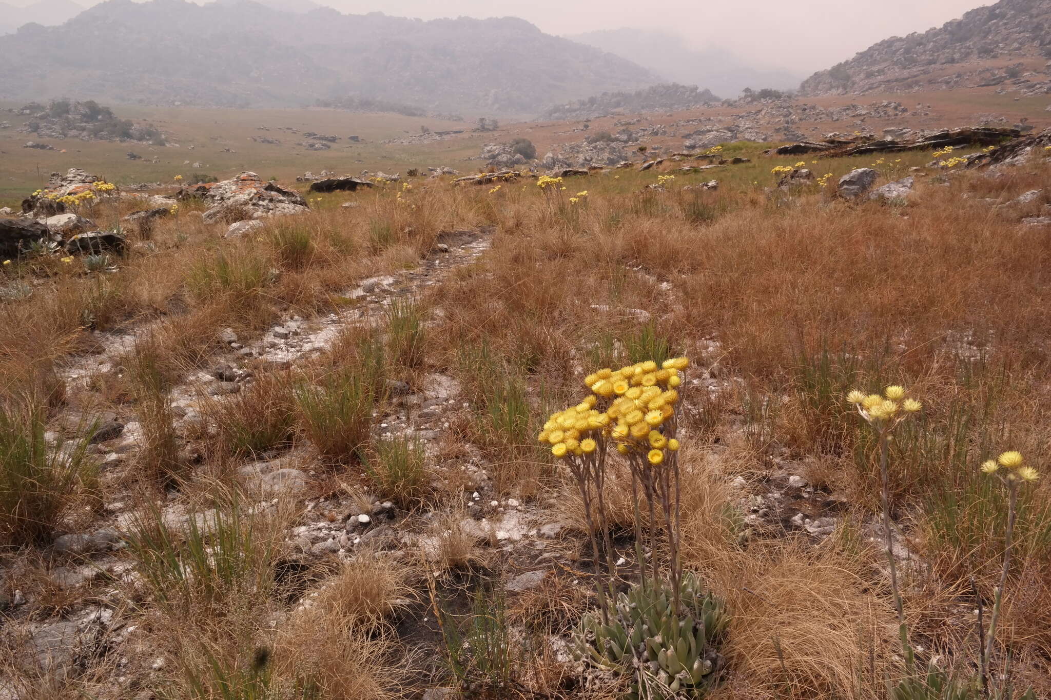 Image of Helichrysum nitens Oliv. & Hiern