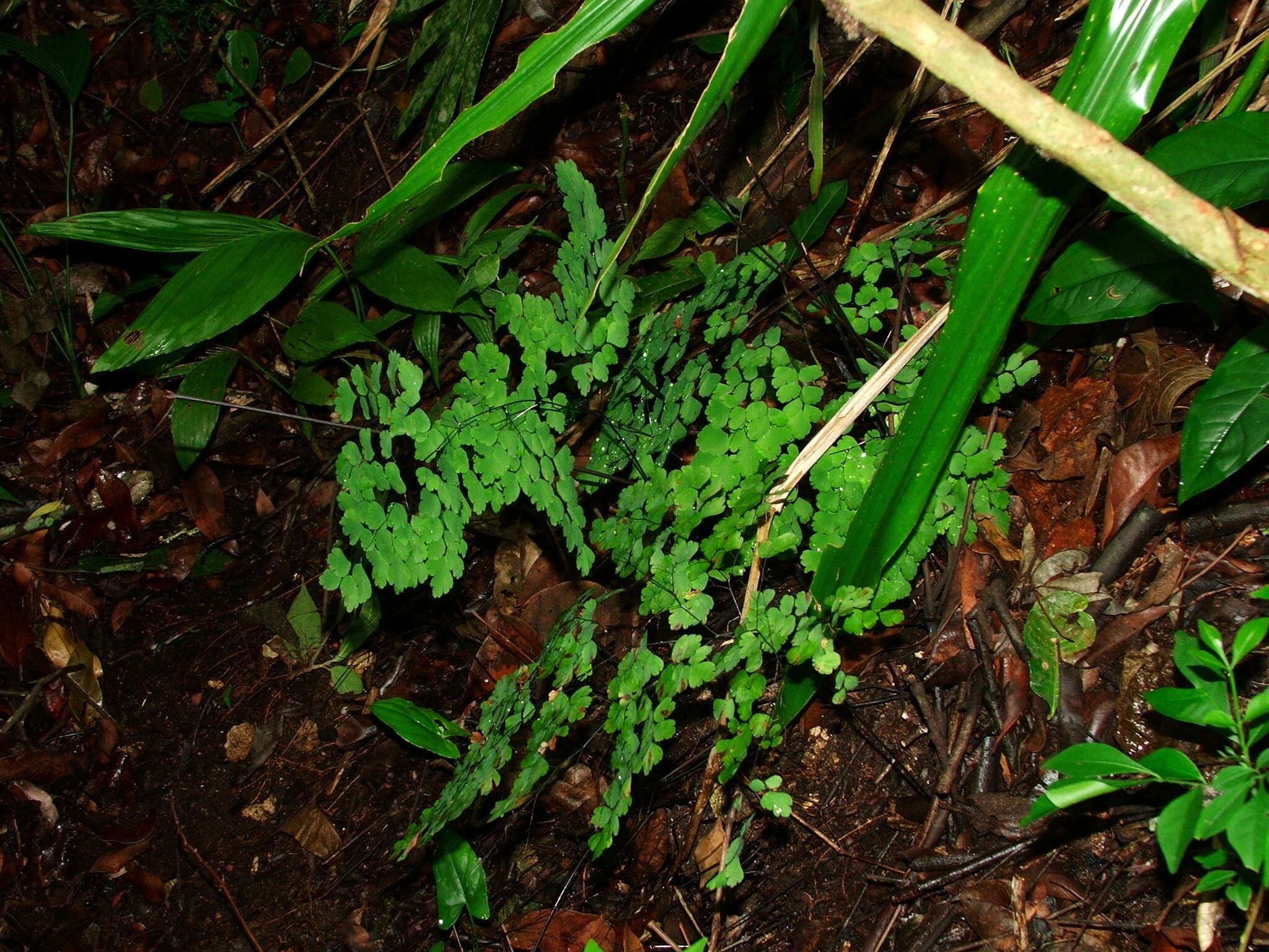 Adiantum andicola Liebm.的圖片