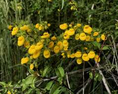 Image of Calceolaria dentata Ruiz & Pav.