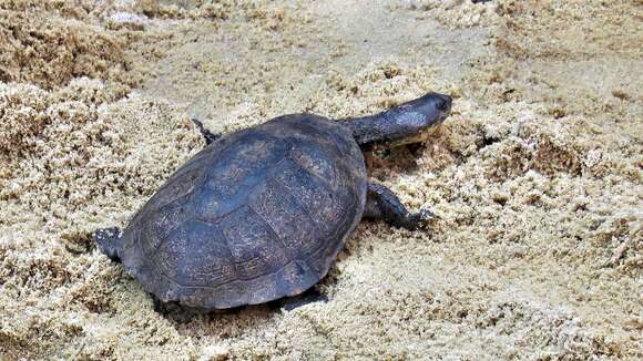 Image of Brazilian Radiolated Swamp Turtle