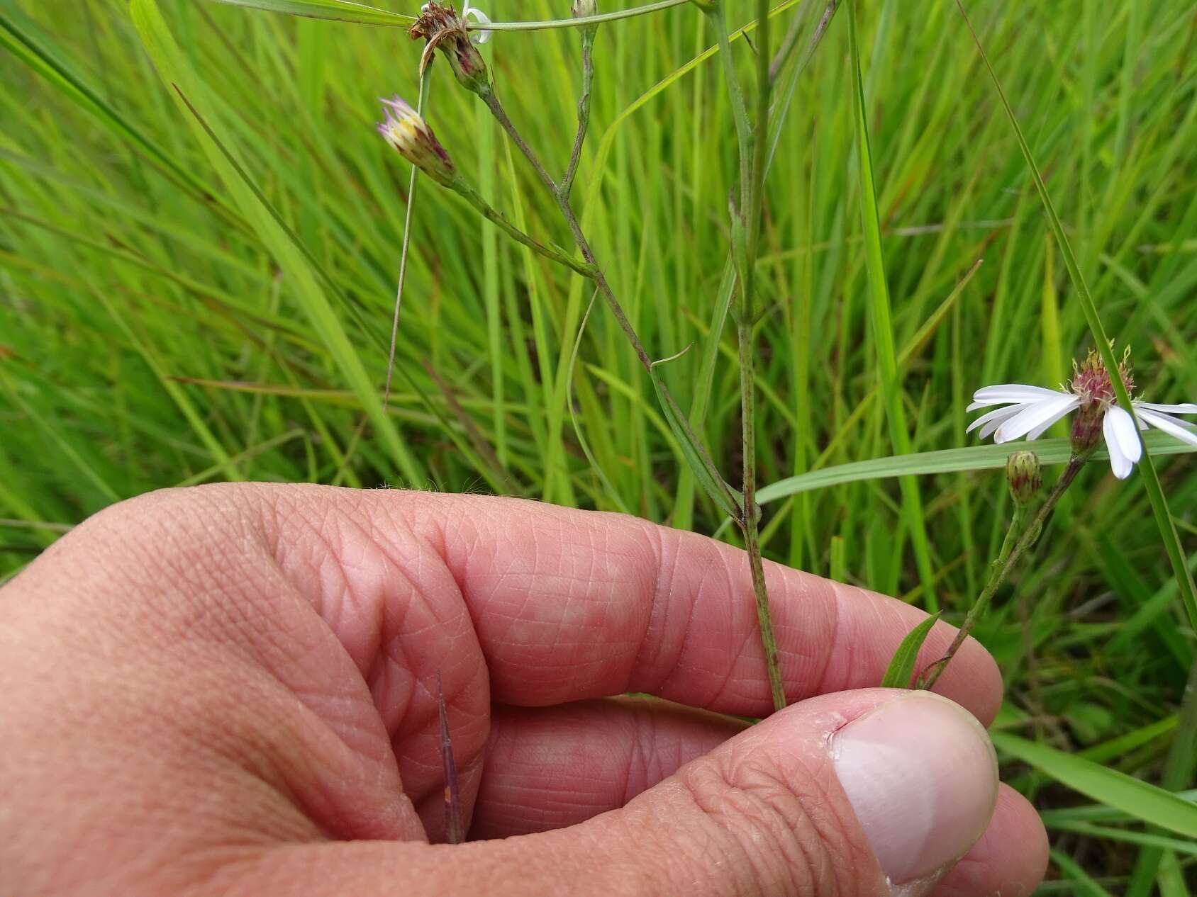 Image of smooth blue aster